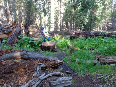 Hiking Through the Moist Forest.