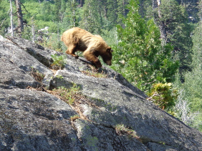 There Are Bears Out There.