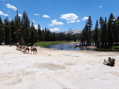 Tuolumne Meadows, Cathedral Peak and the Glen Aulin Pack Horses.