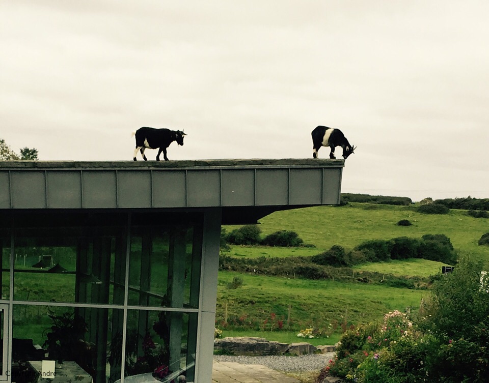 Pygmy goats on the roof.