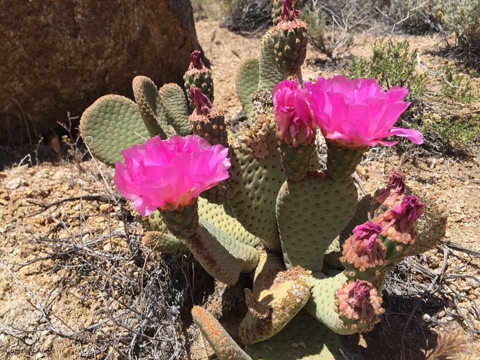 Beaver tail cactus.