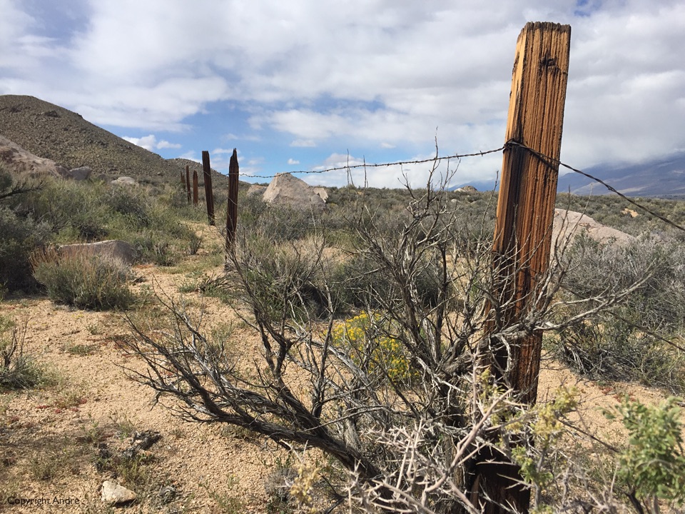 Old fence line.