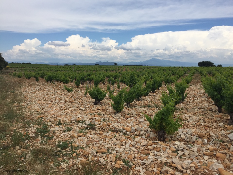 Vines with rocks on the ground -absorb the heat in the day and release it at night.