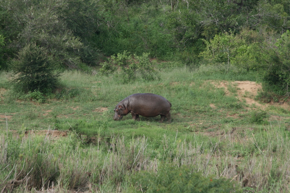 Hippo grazing across the river from our rondavel.