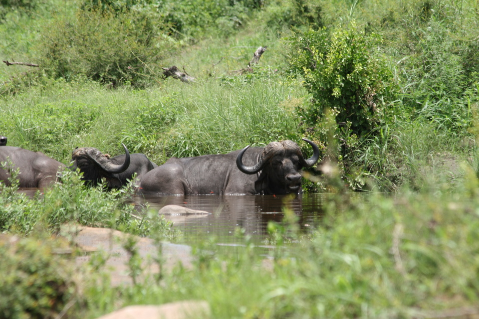 Cape Buffalo in the water.
