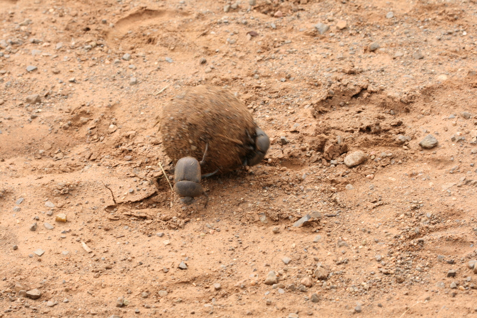 Dung Beetle.