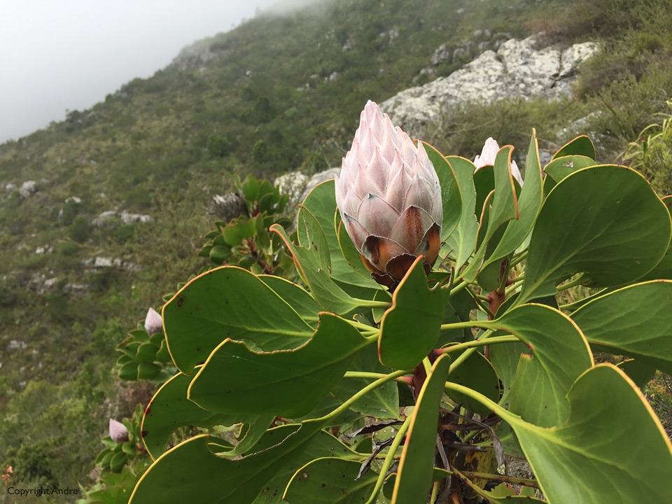 Protea about to bloom.