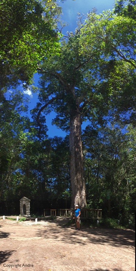 One of Knysna forests "Big Trees".