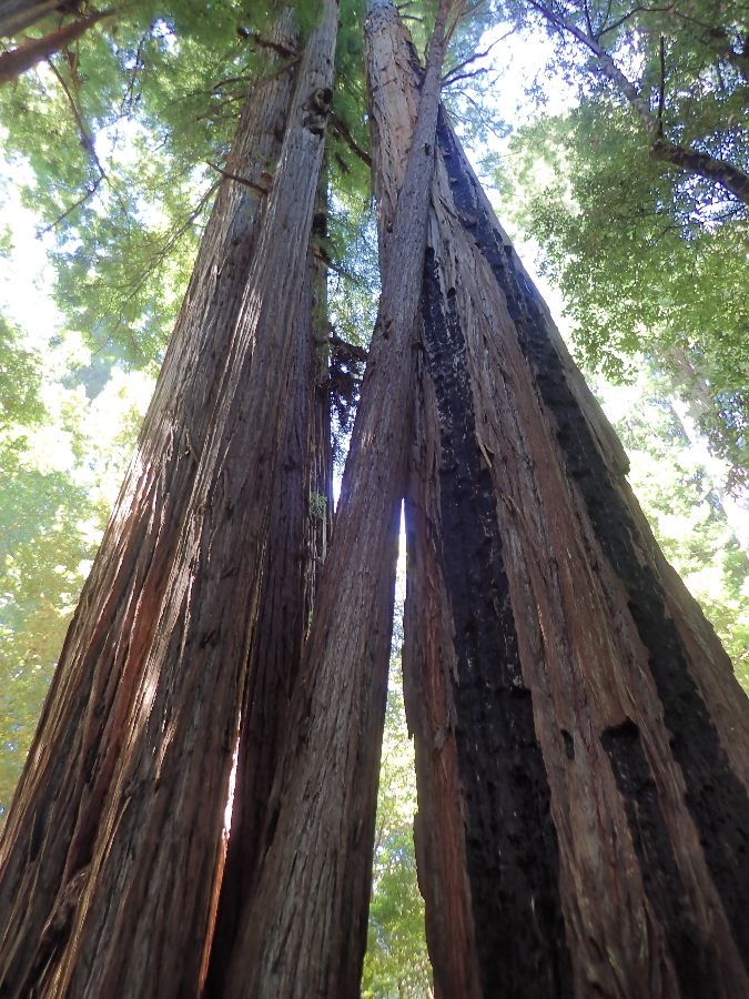 Love the Redwoods.